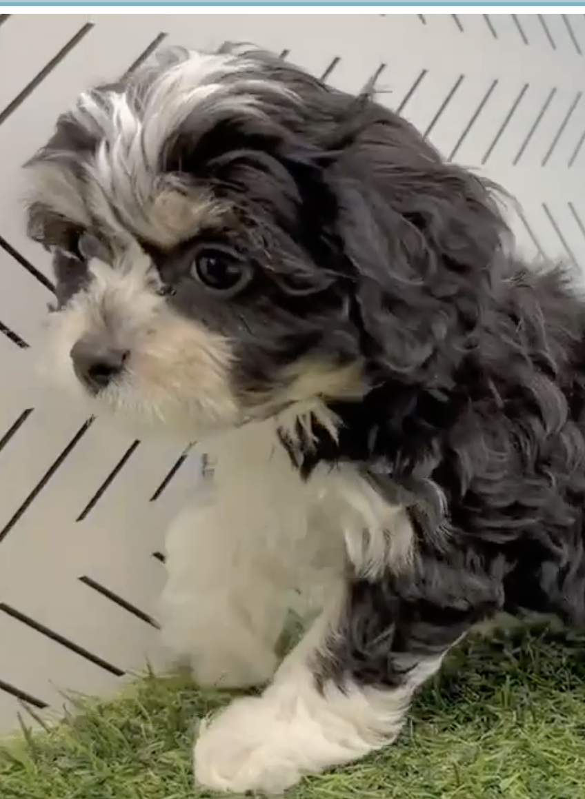 Cavachon Breed Info